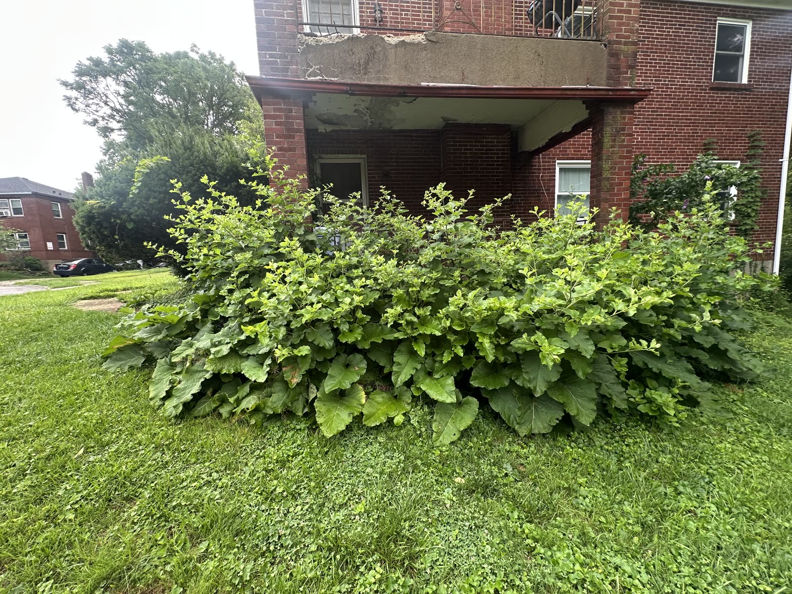 Overgrown garden bed ready for cleanup